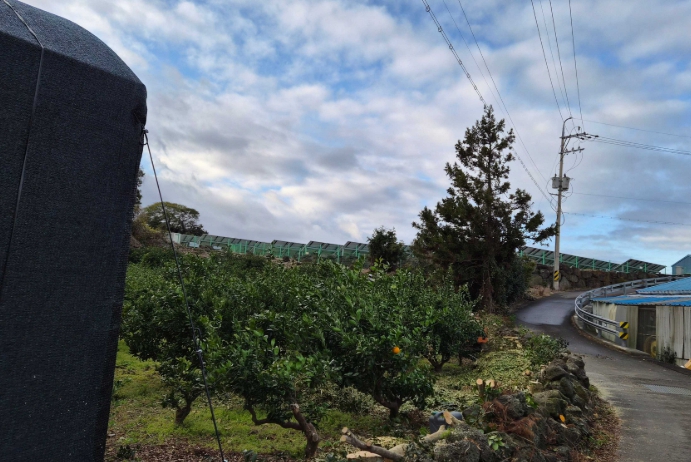 제주시, ‘감귤원 방풍수 정비 지원사업’ 본격 추진