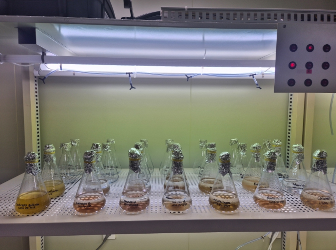 전복 종자 살리는 '첫 밥상' 규조류 무상 공급