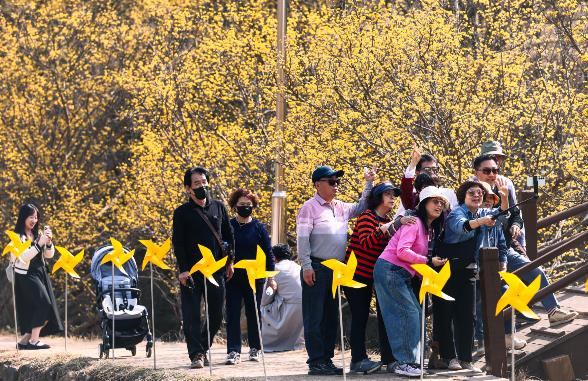 의성군, 제19회 산수유마을 꽃맞이행사 성료... 24만명 방문 ‘역대급 흥행’