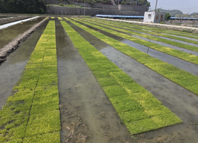 김포시농업기술센터, 벼 못자리 관리 철저 당부