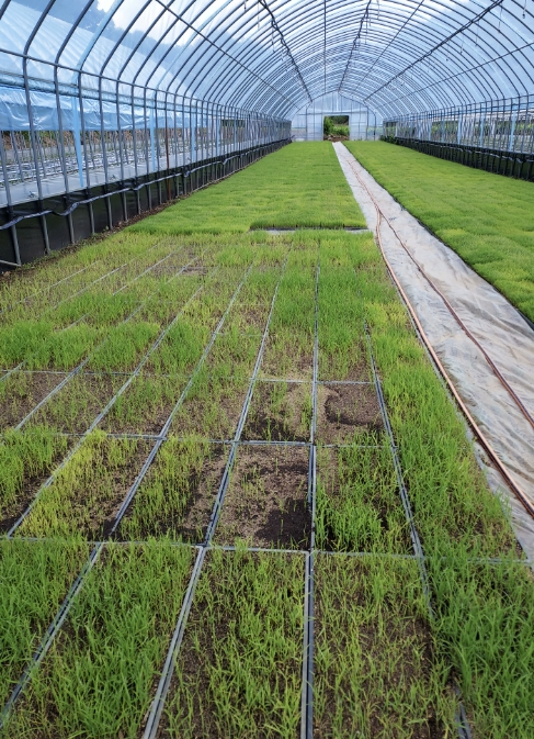 "모내기 차질 없다" 단양군, 벼 육묘 실패 대비 예비 모판 3,000상자 확보