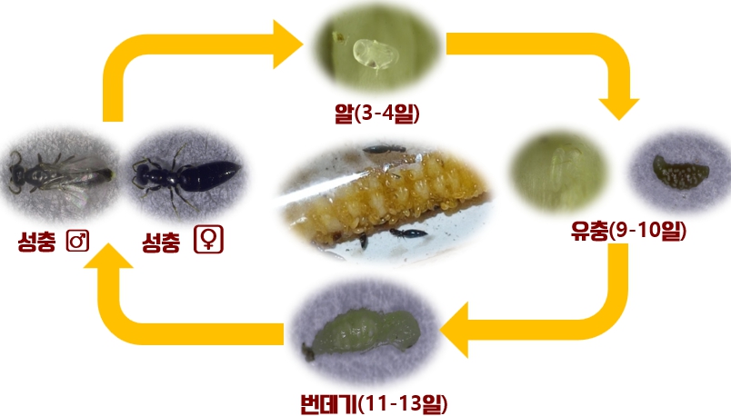 충남도 하늘소 유충 천적 ‘개미침벌’ 대량 사육 길 열렸다
