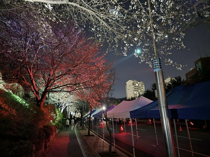 성남시 '제2회 도촌 봄맞이길 벚꽃축제' 4일 열려