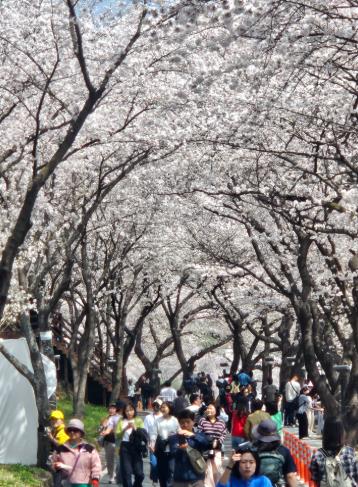 “봄을 부른 하동”..화개장터 벚꽃축제, 8만 8천여 명 발길
