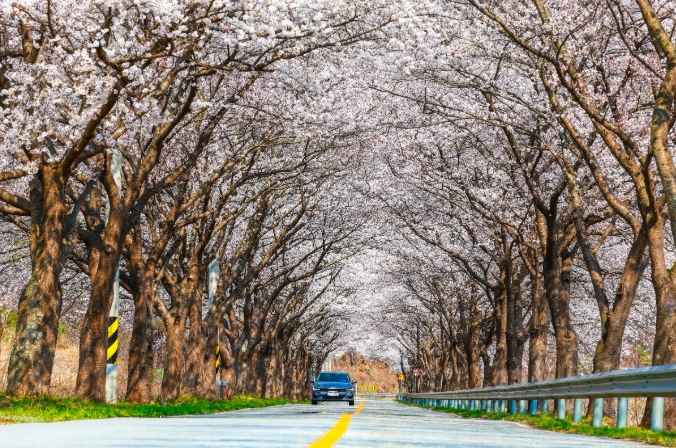 울진군 전역에 벚꽃 만개, 손님맞이 준비 끝 