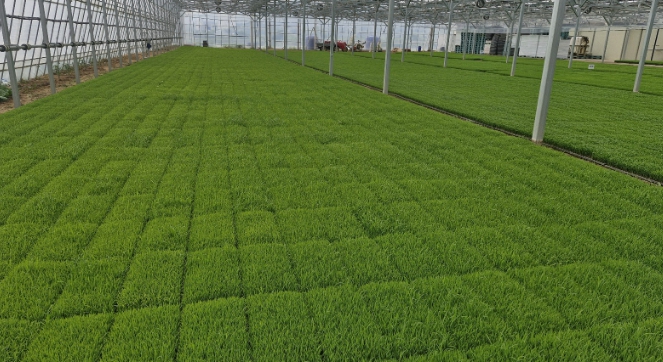 제천시, 본격적인 벼 파종을 앞두고 '안전육묘 관리' 강화