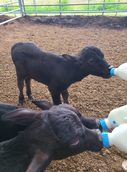 경기도, 국내 최초 '이탈리안 물소' 번식 성공… 고부가가치 프리미엄 낙농 시대 열었다