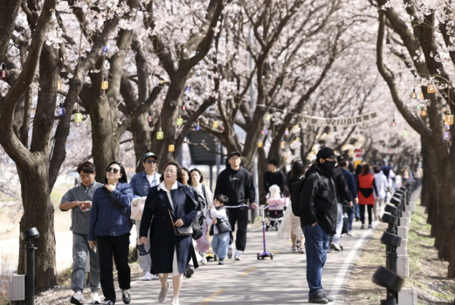 보은군, '보은 벚꽃길 축제' 첫 주말 방문객 발길 이어져
