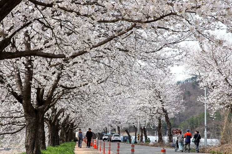 꽃잎 흩날리는 무주에서 ‘화양연화(化樣年華)’  무주 벚꽃축제 ‘눈길’
