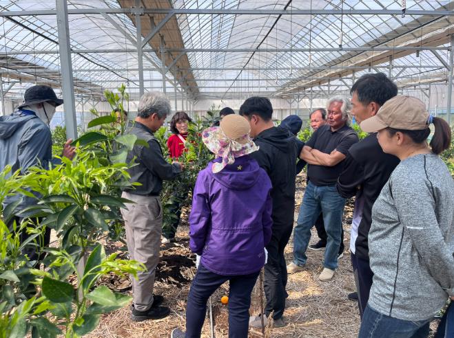 곡성군, 만감류 꽃망울 틔우는 봄…현장 컨설팅으로 품질 다진다 

