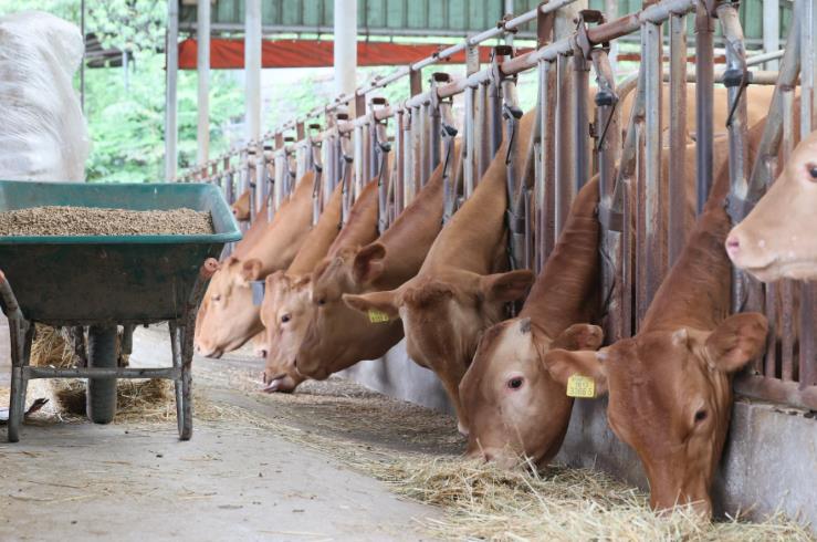 임실군, 축산개량은 10년 대계 우량정액 지원으로 한우 경쟁력 높인다
