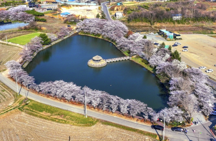 당진시, '하트 모양 골정지' 벚꽃 명소로 인기