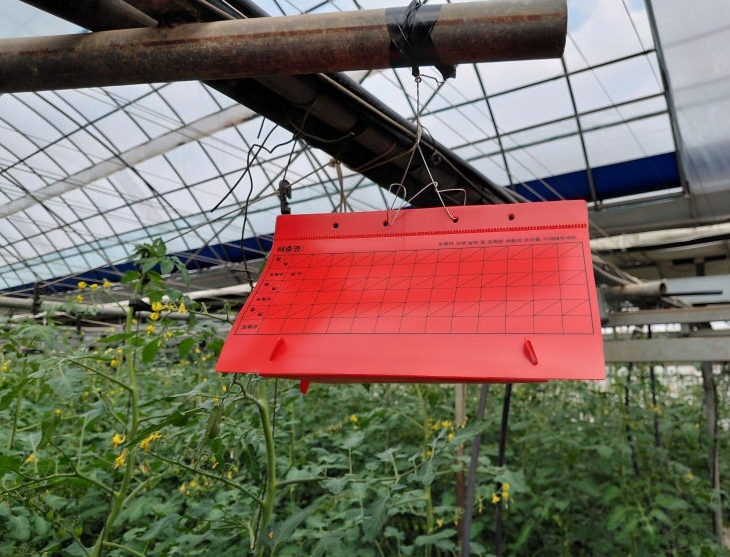 아산시, 토마토뿔나방 확산 차단을 위한 방제물품 지원 및 예찰 강화