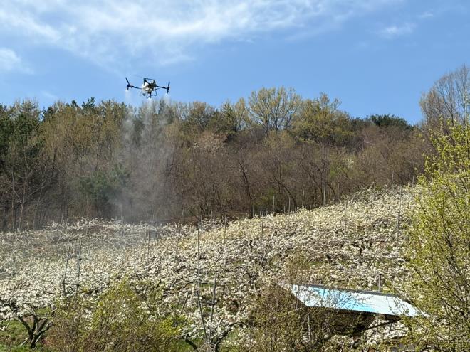 산청군, 드론 활용 배 인공수분 실증시험 실시...8개 농가 12.6㏊ 규모
