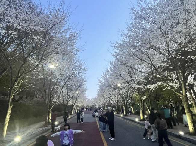 2026년 동두천 자유수호평화박물관 벚꽃맞이 야간개장, 성황리 개최