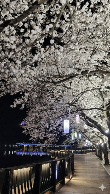 단양의 봄밤 수놓은 '벚꽃 엔딩'… 벚꽃 야경투어 성료