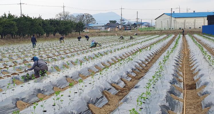 정읍시, 노지고추 육묘 관리 및 적기 정식 당부
