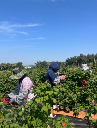 고창군, 복분자 수매체계 개편 .. “농가 소득 안정”
