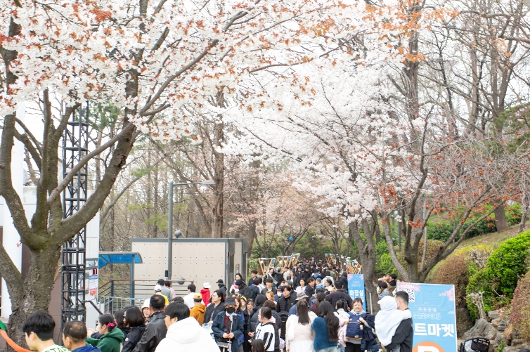 인천 중구, ‘2026년 자유공원 벚꽃축제’ 성황리 개최