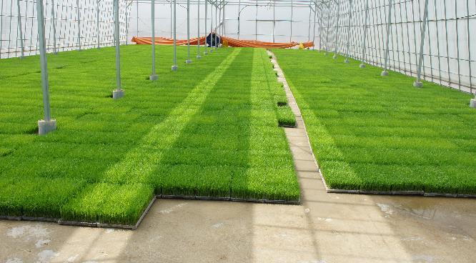 남원시, 벼 육묘상처리제 지원으로 초기 병해충 적극 예방