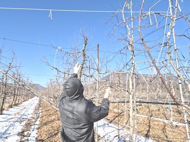 옥천군농업기술센터, '사과 안정생산 현장기술지원단' 10월까지 운영