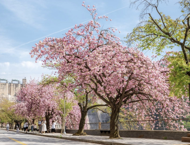 봄의 절정, 충주호에서 만나다… 제13회 벚꽃축제 개최