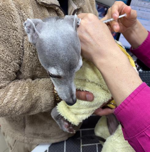 김해시, 상반기 개 광견병 무료 예방접종사업 실시