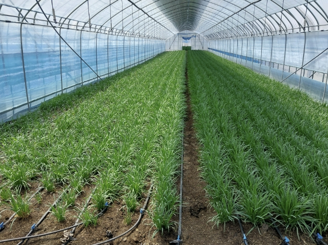 "품질로 인정받는 홍천 부추" 올해 첫 출하…전국적 명성 이어간다