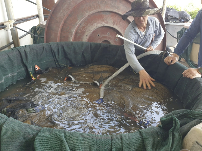 고품질 당진쌀, 볍씨 소독에서 시작된다!