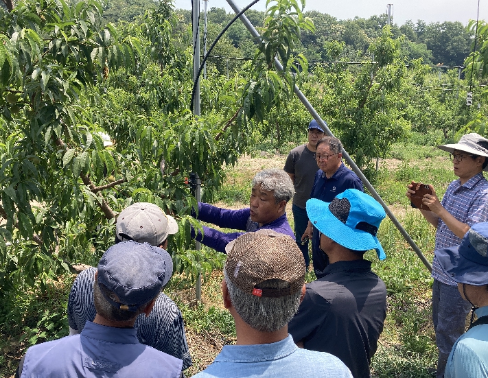 고품질 복숭아 생산 이끈다...홍천군 심화 교육 본격 운영