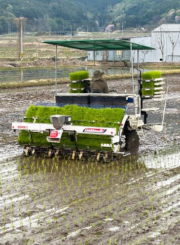 보성군, 올해 첫 ‘웅치 올벼쌀’ 모내기 시작