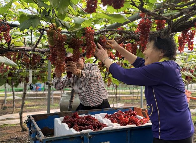 대전시, 씨없는 ‘델라웨어’ 포도 전국 첫 출하