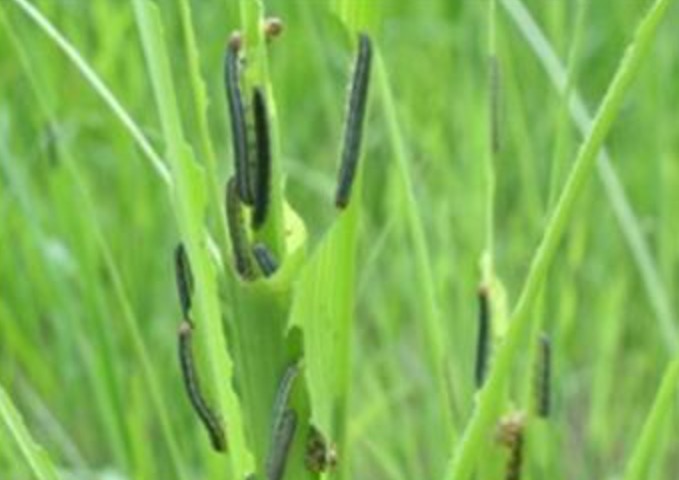 서귀포시, 사료작물 재배지 예찰 강화로 멸강나방 조기 방제