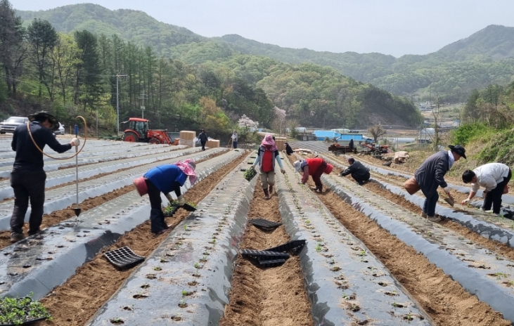 제천시 감초 조직배양묘 활용 우량종근 생산에 박차