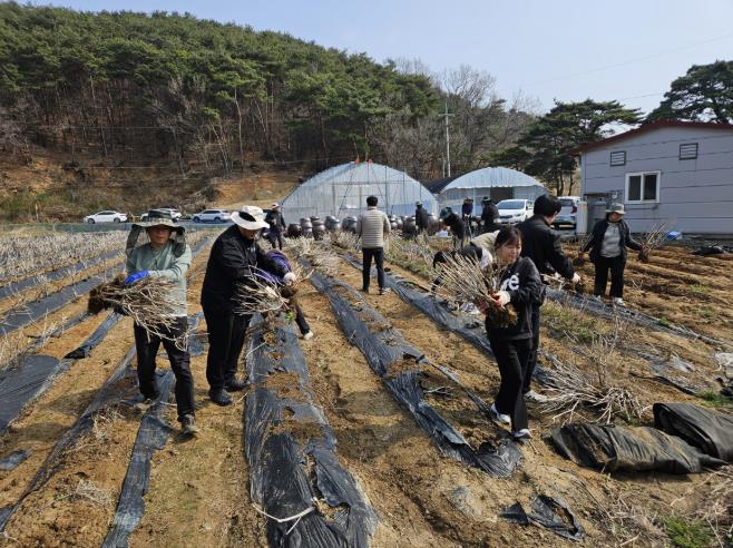 청양군, 농번기 일손돕기 본격 가동… 농촌 인력난 해소 총력