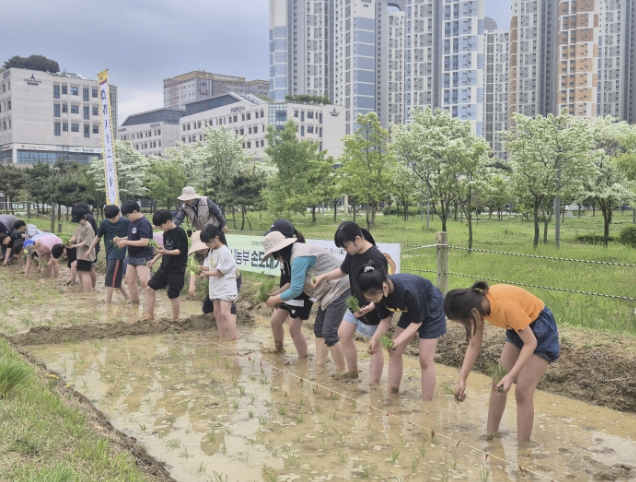 시흥시, 도시농업공원서 '다랑논 손 모내기 체험' 개시