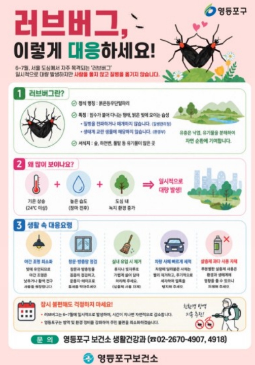 "서식지부터 원천 봉쇄" 영등포구, 여름 불청객 '러브버그' 미리 잡는다