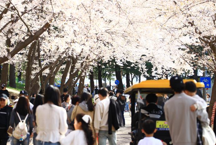 속초 영랑호 벚꽃축제, 방문객·소비 모두 잡으며 경쟁력 입증