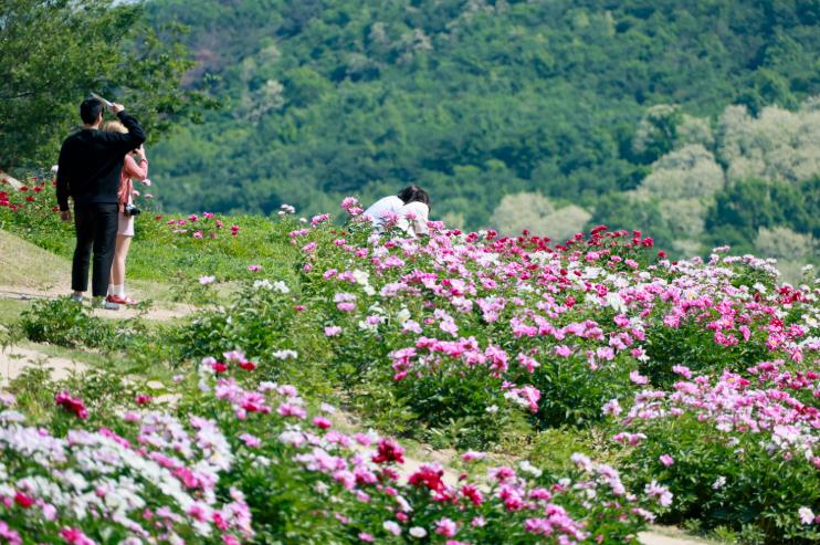 경주 서악동 작약 만개…신라 고분 품은 ‘초여름 꽃정원’ 장관
