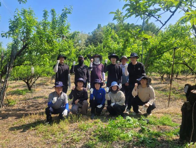 김천시 상하수도과, 일손 부족한 자두 농가 찾아 구슬땀