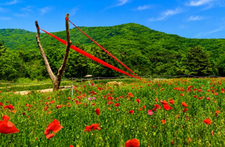 부안군, 고향사랑기부금 활용 ‘비플래닛’ 정원 조성 붉은 꽃양귀비 눈길
