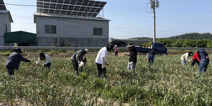 영천시 문화예술과, 농번기 농촌에 활력 더한 ‘함께’의 힘