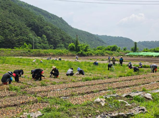 합천군 안전총괄과·도시개발허가과 농촌일손돕기 참여
