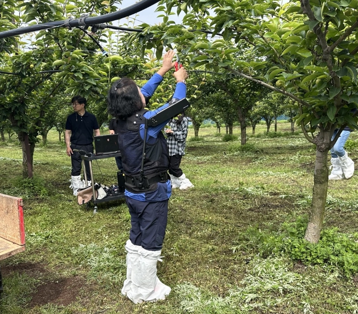안성시, 배 재배 농가 대상 '착용형 근력보조 로봇' 현장 실증 추진