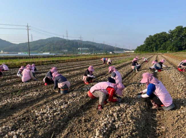달성군생활개선회, 농촌 일손 부족에 손과 마음을 보태다