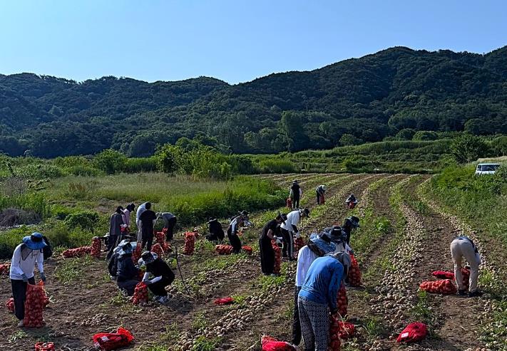 영광군 농업유통과·축산식품과, 농촌 일손돕기 추진
