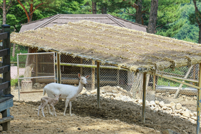 산청군, "동의보감촌 아기 꽃사슴 만나러 오세요"